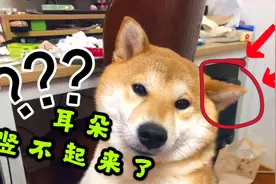 急呐！柴犬狗狗的一只耳朵突然竖不起来了，有人知道怎么回事吗？视频封面