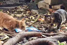 喂了几个月的小猫被妈妈赶走了，临别时依依不舍，妈妈 再见视频封面