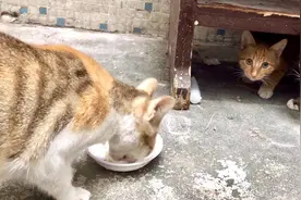 被猫妈狠心赶走的小猫偷偷回来，被妈妈一顿痛打后，变乖变懂事了