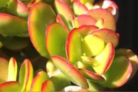 悄悄告诉你，这款多肉植物不仅招财还纳福~浅谈黄金花月多肉植物图片