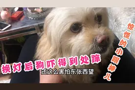 家里换了一盏新灯后、小狗突然坐立难安到处跑，还直发抖啥情况