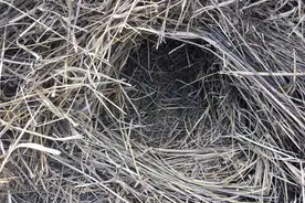 秦岭山里野猪泛滥，到处祸害农民庄稼，逮到机会把它的老窝扒了视频封面