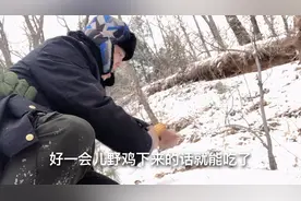 东北零下28度原始森林发现野鸡巢穴，发现脚印，猜猜它们冬天吃啥视频封面