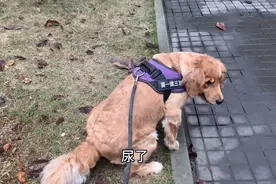 金毛看到伙伴兴奋狂奔气坏主人，随后就是一通教育靠取快递表歉意视频封面