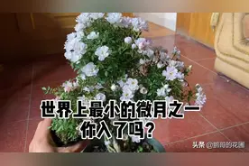 世界最小的微月品种之一姬乙女，花量大复花快，盆景爱好者必入视频封面