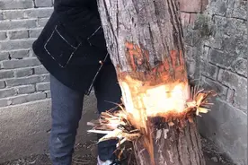 邻家老树倒向房屋顶，太危险，直接剥掉一圈树皮会不会死掉。视频封面