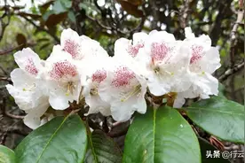 夏日的马啣山图片