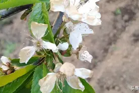陕西首次霜冻害，对大樱桃的影响有多大？西安灞桥、蓝田产区调查图片