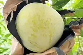 湖南特色水果，黄金奈李，套袋技术，没有农药，安全放心。图片