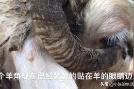 羊角快长到眼睛里面了，看小伙用什么方法给羊去羊角的！