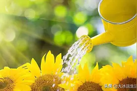 养花浇水十年功，教你浇水小妙招，盆栽花卉再也不烂根视频封面