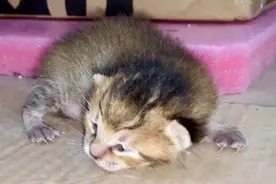 出生六天的奶猫力气大爬出窝外，妈妈短暂失忆认不出来，拒绝接回