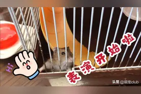 小仓鼠为讨主人开心，各种表演，攀爬能力突飞猛进！萌化了