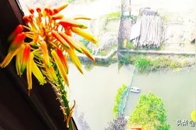 仔细看才能看的明芦荟图片图片