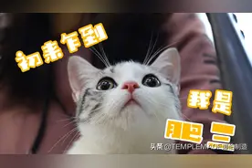 初来乍到，我叫肥三，请多指教呀喵唧！