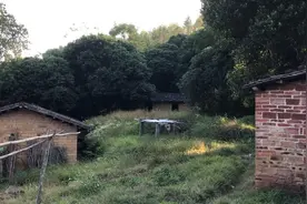 中华田园犬之纯白色的小狗视频封面