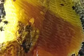 野悬崖蜂蜜视频封面