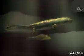 生物进化的详细过程视频封面