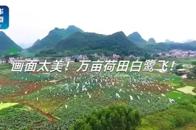 【画面太美！#万亩荷田白鹭飞#！】“一行白鹭上青天”视频封面