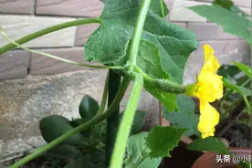 阳台盆栽的黄瓜苗开花挂果了，如何分辨雌花雄花，怎样管理视频封面