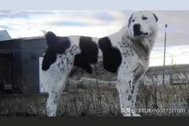 犬中之王！中亚牧羊犬图片