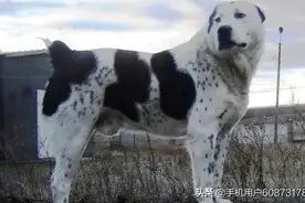 犬中之王！中亚牧羊犬图片