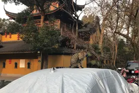 杭州法净寺附近碰到只猫咪，意识到很多人在拍它还开始打滚儿了