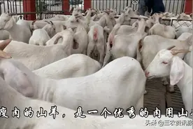 美国大白山羊和波尔山羊的区别视频封面