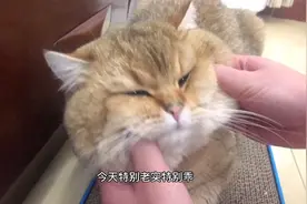 喵眼中的自己VS别人眼中的喵！鸡腿喵：内容太过真实，扎喵心了！视频封面