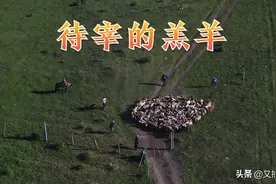 待宰的羔羊视频封面