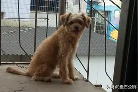 小黄与小黑的成长故事 麻烦关注一下抖音:是小黄和小黑喔(林家)图片