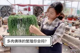 今天教大家佛珠怎么繁殖，将佛珠剪成小段扦插，我们期待年后爆盆视频封面