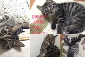 记录狸花猫从45天到2岁的变化，主人感叹，还是小时候可爱