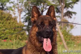 一条站起来比小伙还要高的德牧种公，将近一百二斤，粉丝看过真大