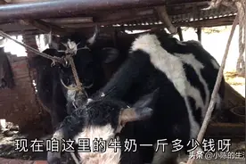 大叔养殖奶牛卖鲜奶，一头奶牛一年平均能赚多少钱？听大叔怎么说视频封面