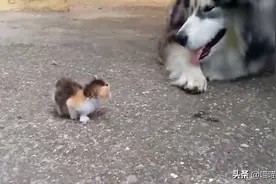 在路边捡回来一只小奶猫，一直跟着阿拉斯加！