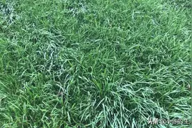 小伙种黑麦草喂羊，这种草的产量和生长速度怎么样？视频封面