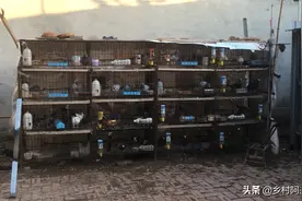 两点一线为的就是生活，你也是生活的一部分，鸽子！视频封面