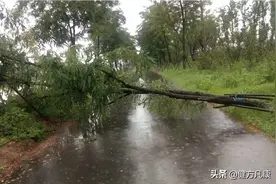 树挡道路，你会怎么样图片