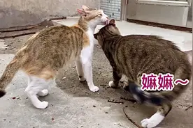 流浪猫妈病愈后放归，母子重聚的一刻感人泪目，隔着屏幕也被感染