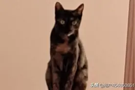 进店有礼物送！新店靠做活动，所以送礼物真实有效！联系我吧！图片