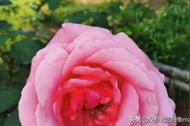 美丽的花朵人人爱图片