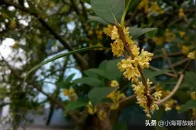 记忆中的贵大，美丽的校园，逝去的那些青春图片