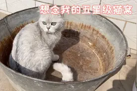 猫咪回村前和回村后对比，洗衣盆当猫窝，被狗追的到处跑