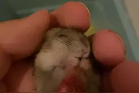 小仓鼠🐹眯着眼睛吃东西视频封面