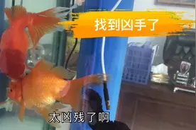 面相可爱的金鱼居然把同类咬死，还洋洋得意，必须让它入狱