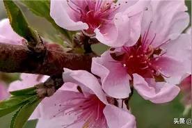 十里桃花笑春风。美哉！图片