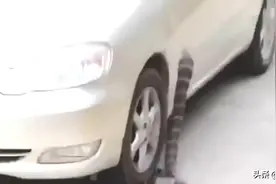 开车在马路上意外压到一条过山峰眼镜王蛇，谁都不敢靠近