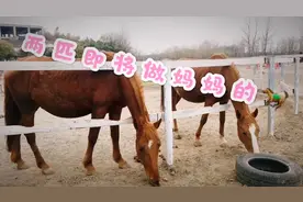 实拍母马怀孕十一个月，眼看就快要做妈妈了，期待即将出生的小马视频封面