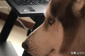哈士奇小两口的美好日常图片